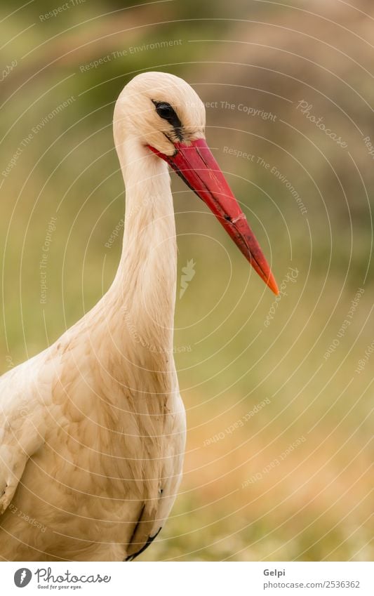 aturales Profil eines eleganten Storches schön Freiheit Familie & Verwandtschaft Paar Erwachsene Natur Tier Wind Gras Vogel fliegen lang wild blau grün rot