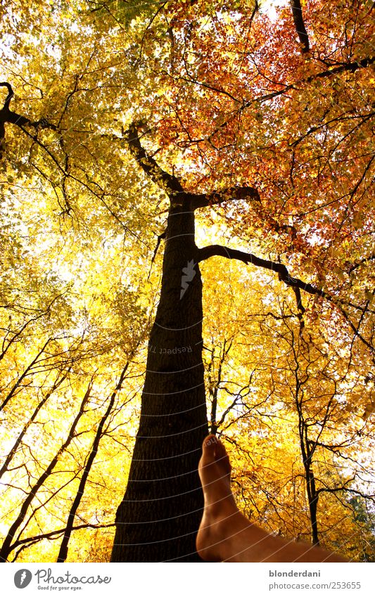 "auf dem Holzweg!!" Ferien & Urlaub & Reisen Mensch maskulin Beine Fuß Natur Sonnenlicht Herbst Baum Wald Fell gehen gelb gold Kraft Mut entdecken Steg Höhe