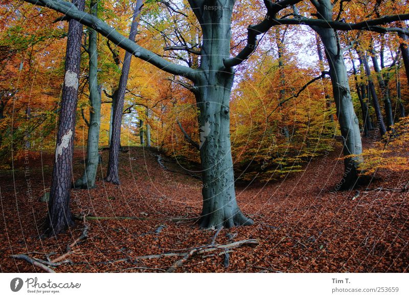 Heiliger Ort Umwelt Natur Landschaft Urelemente Erde Herbst Baum Blatt Wald Urwald Wandel & Veränderung Farbfoto mehrfarbig Außenaufnahme Menschenleer Tag
