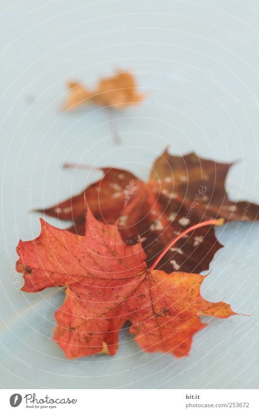 Blätter [CHAMANSÜLZ] Umwelt Natur Pflanze Herbst liegen dehydrieren trocken braun rot Vergänglichkeit Wandel & Veränderung Herbstlaub herbstlich Herbstbeginn