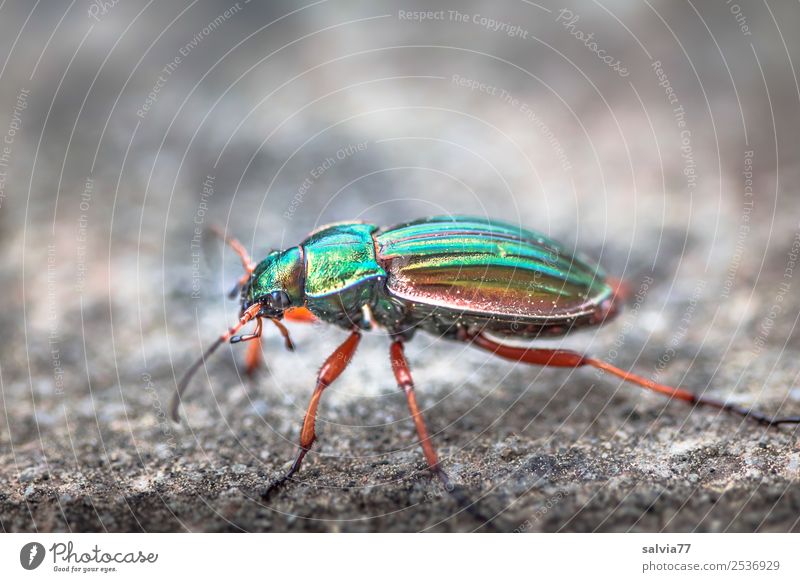 glänzender Läufer Natur Erde Tier Käfer Insekt Laufkäfer 1 Stein Bewegung krabbeln Geschwindigkeit sportlich Farbe Mobilität schillernd Dieb Kontrast Farbfoto