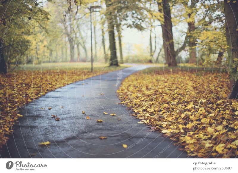 Herbstweg Asphalt Wege & Pfade Fußweg Baum Blatt Park Straßenbeleuchtung Beleuchtung