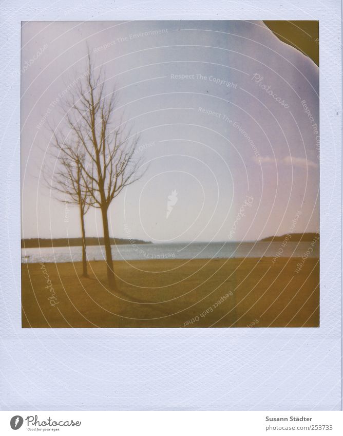 ganz nah, weit weg. Natur Landschaft Urelemente Erde Wasser Schönes Wetter Wiese Wellen Küste Seeufer Strand stehen Herbst Polaroid Müritz alt Lomografie Baum 2