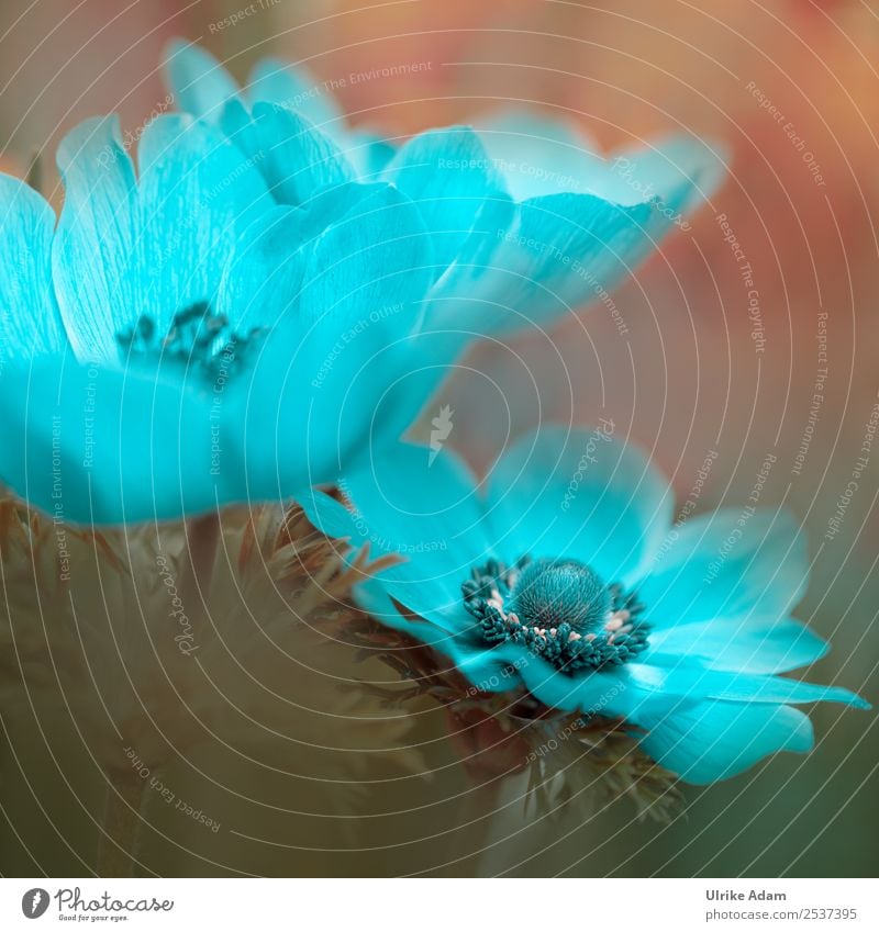 Hellblaue Garten Anemone - Blumen und Natur elegant Stil Design Wellness Leben harmonisch Wohlgefühl Zufriedenheit Erholung ruhig Meditation Kur Spa Schwimmbad