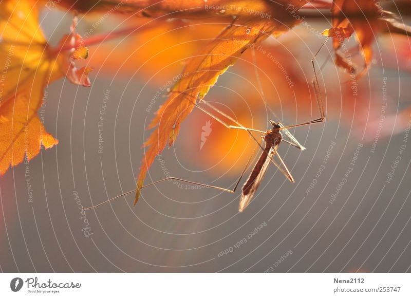 Letztes Sonnenbad Umwelt Natur Pflanze Tier Luft Herbst Klima Wetter Schönes Wetter Baum Sträucher Blatt 1 ästhetisch gelb gold Insekt Stechmücke Mückenplage