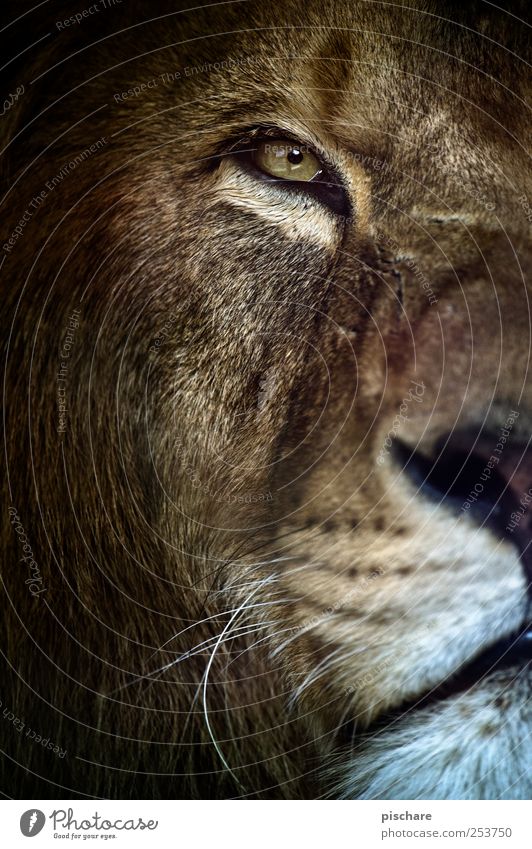 gestatten, king kalle Natur Tier Tiergesicht Zoo beobachten Blick ästhetisch exotisch wild Wachsamkeit Löwe König Farbfoto Außenaufnahme Nahaufnahme Tag