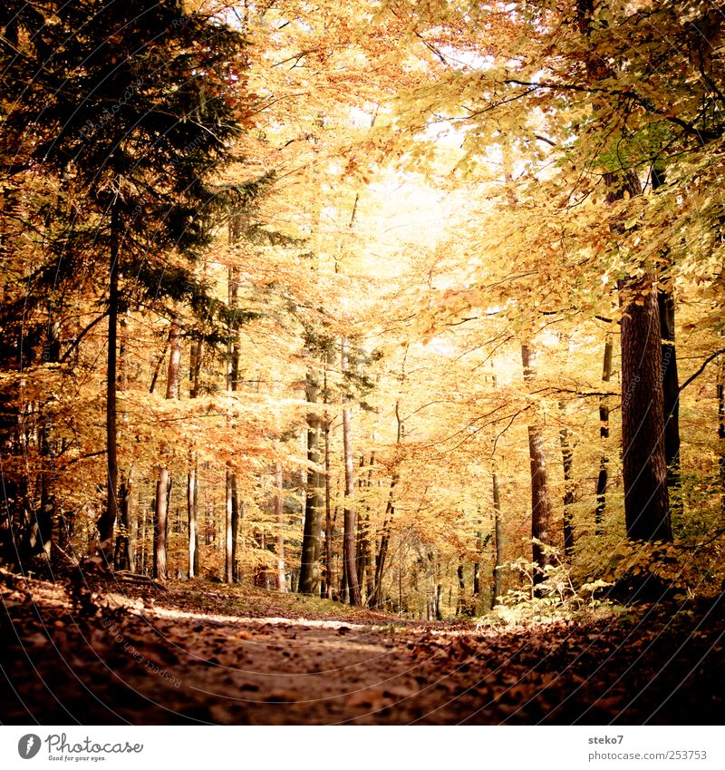 Türbild Herbst Wald Wege & Pfade braun gelb gold ruhig Wandel & Veränderung Buchenwald Blatt Farbfoto Gedeckte Farben Außenaufnahme Menschenleer Sonnenlicht
