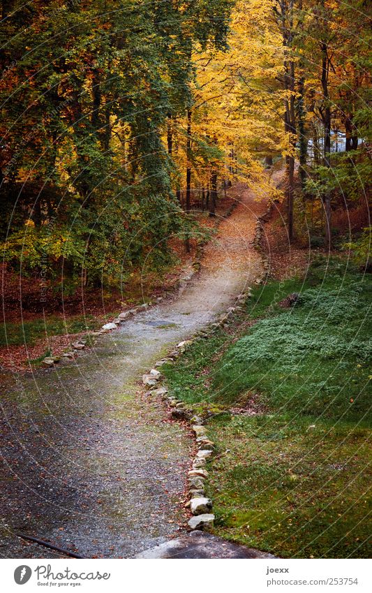 Der letzte Weg Natur Erde Herbst Baum Wald Wege & Pfade alt braun gelb grau grün rot Wandel & Veränderung Herbstwald Bordsteinkante Farbfoto mehrfarbig