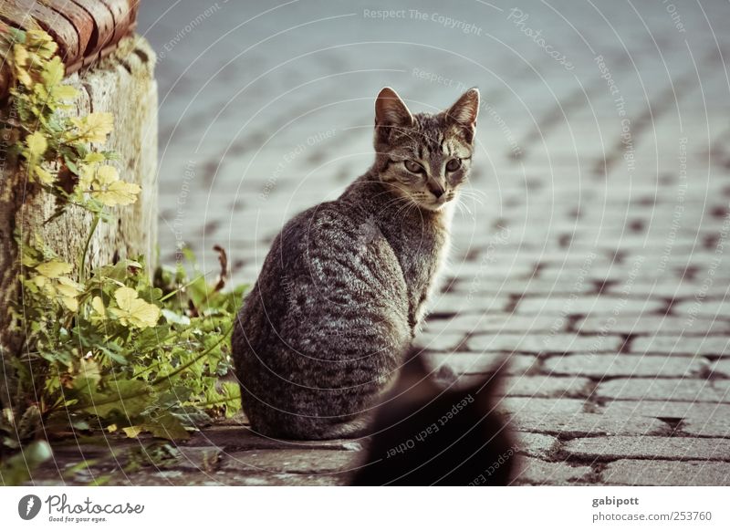 Gemeinsam die Welt entdecken Kleinstadt Straße Kopfsteinpflaster Wegrand Tier Haustier Katze 2 Tierpaar beobachten sitzen warten frech frei Zusammensein