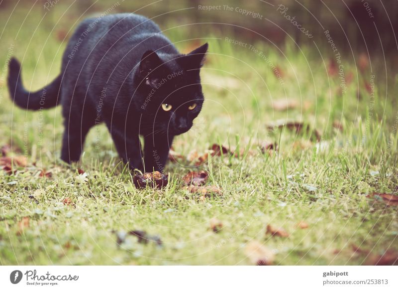 Schwarze Katze von links Umwelt Wiese Tier Fell 1 Tierjunges beobachten entdecken Neugier niedlich rebellisch klug grün schwarz Lebensfreude Tierliebe Beginn