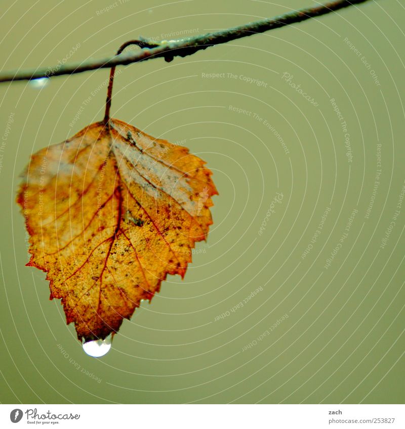 Blattgold Natur Wassertropfen Herbst schlechtes Wetter Nebel Regen Pflanze Baum Grünpflanze Ast Zweig Holz hängen braun grün Jahreszeiten Ende Farbfoto