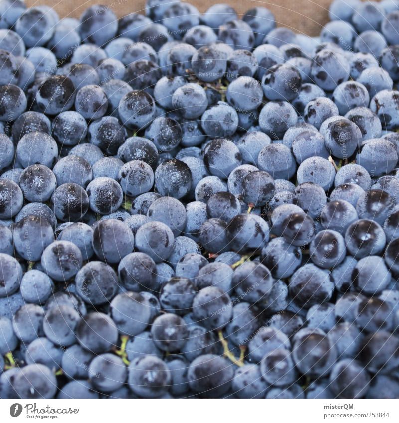 Weinlese. Lebensmittel ästhetisch blau Weintrauben Weinbau viele Frucht reif Beeren Farbfoto Außenaufnahme Nahaufnahme Muster Menschenleer Textfreiraum links