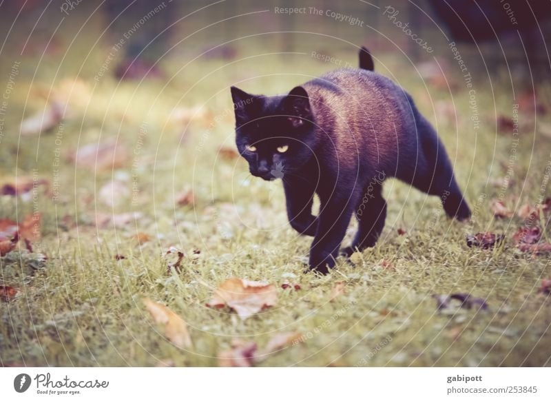 Schwarze Katze von rechts Natur Landschaft Wiese Tier Haustier Fell 1 Tierjunges beobachten Bewegung gehen Jagd laufen schön kuschlig niedlich Geschwindigkeit