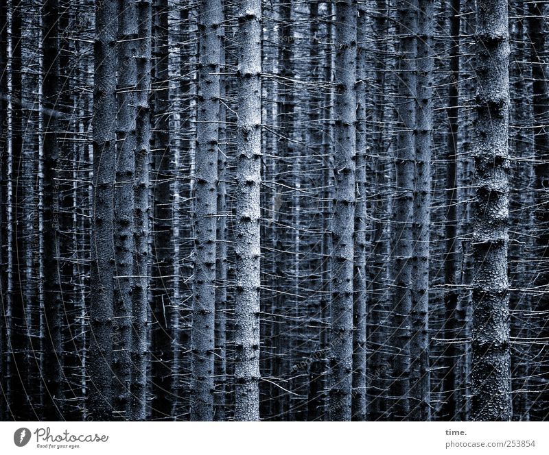 Vollharz Pflanze Baum Wald Holz bedrohlich dunkel Endzeitstimmung geheimnisvoll Gesellschaft (Soziologie) Klima Kommunizieren Langeweile stagnierend Tradition