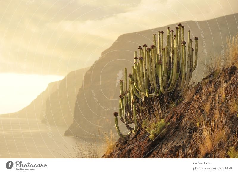 los gigantes auf teneriffa Umwelt Natur Landschaft Pflanze Urelemente Erde Luft Wasser Himmel Wolken Gewitterwolken Sonnenaufgang Sonnenuntergang Kaktus