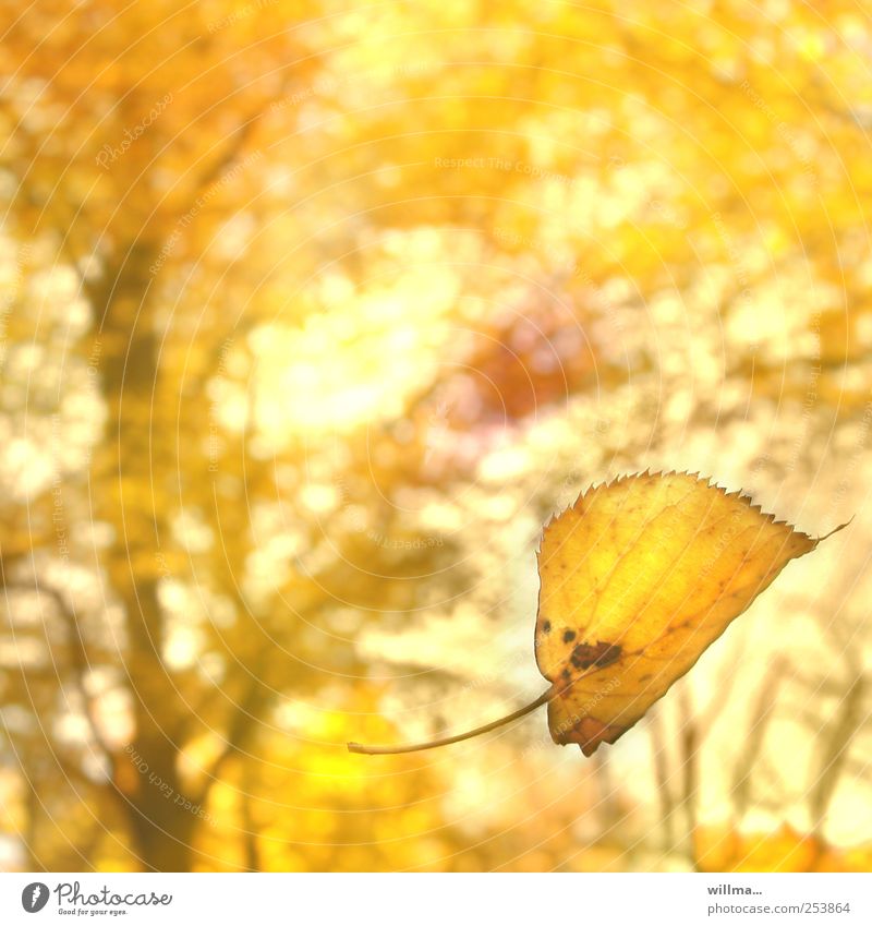 Herbstgold. Gelbes fallendes Blatt im Herbst gelb Blätterfall herbstlich Schönes Wetter Wald leuchten natürlich schön Fröhlichkeit harmonisch Sonnenlicht
