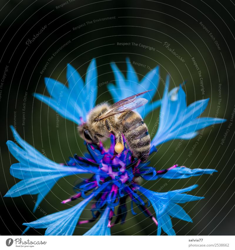 Kornblume Natur Pflanze Sommer Blume Blüte Wildpflanze Garten Feld Tier Nutztier Biene Honigbiene Insekt 1 Blühend Duft ästhetisch blau Farbe fleißig bestäuben