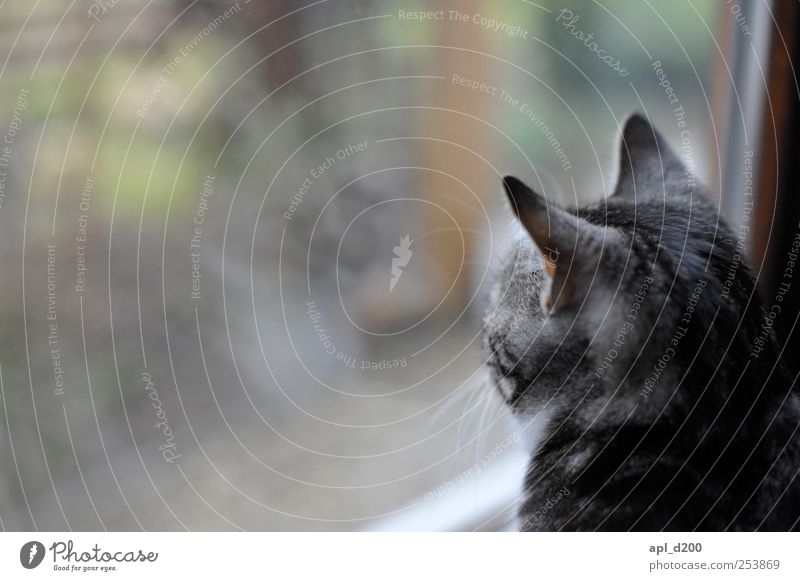 Darf ich raus? Haus Fenster Tier Haustier Katze 1 Blick natürlich Neugier schön braun grau grün schwarz Vorfreude Tapferkeit Fernweh Innenaufnahme