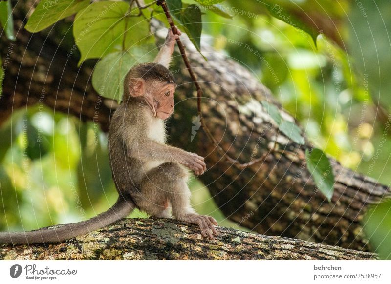 besonders Ferien & Urlaub & Reisen Tourismus Ausflug Abenteuer Ferne Freiheit Natur Baum Urwald Wildtier Tiergesicht Fell Affen longtail makake 1 Tierjunges