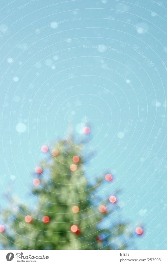Weihnachtsrausch Umwelt Himmel Winter Klima Eis Frost Schnee Schneefall Baum fallen glänzend kalt blau grün rot Weihnachtsbaum Christbaumkugel Schneeflocke