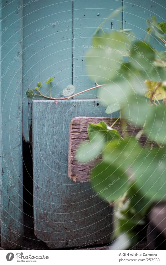 backyard scene Natur Herbst Pflanze Nutzpflanze Kapuzinerkresse Garten einfach Fröhlichkeit frisch natürlich blau grün Wand Wandtäfelung Holzbrett gestrichen