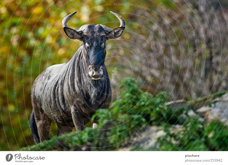 gestatten, steffne Natur Tier Wildtier Zoo beobachten Blick exotisch wild Kraft Gnu Farbfoto Außenaufnahme Schwache Tiefenschärfe Tierporträt