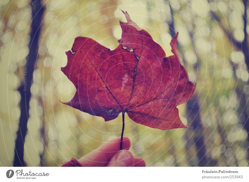 Herbstblatt. Umwelt Natur Pflanze Himmel Baum Blatt Park Wald braun festhalten Finger Daumen Hand kalt Jahreszeiten gold Ahornblatt herbstlich Kanada November