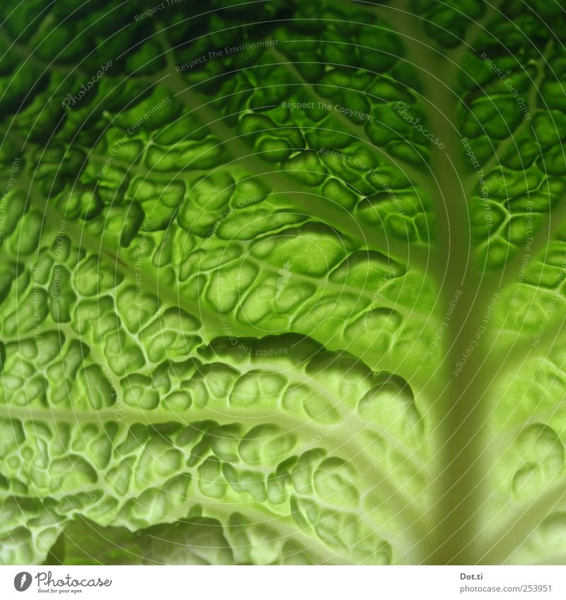 ein Blatt für Eva Lebensmittel Gemüse Pflanze grün frisch knackig roh Wirsing Kohl Blattrispe Poren wellig Vegetarische Ernährung Farbfoto Nahaufnahme