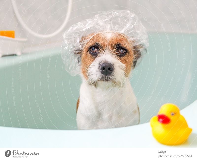 Hund, Haustier, Tier, Badewanne Körperpflege Wellness 1 Badeente Duschhaube Kunststoff Schwimmen & Baden genießen sitzen Coolness lustig Sauberkeit braun gelb