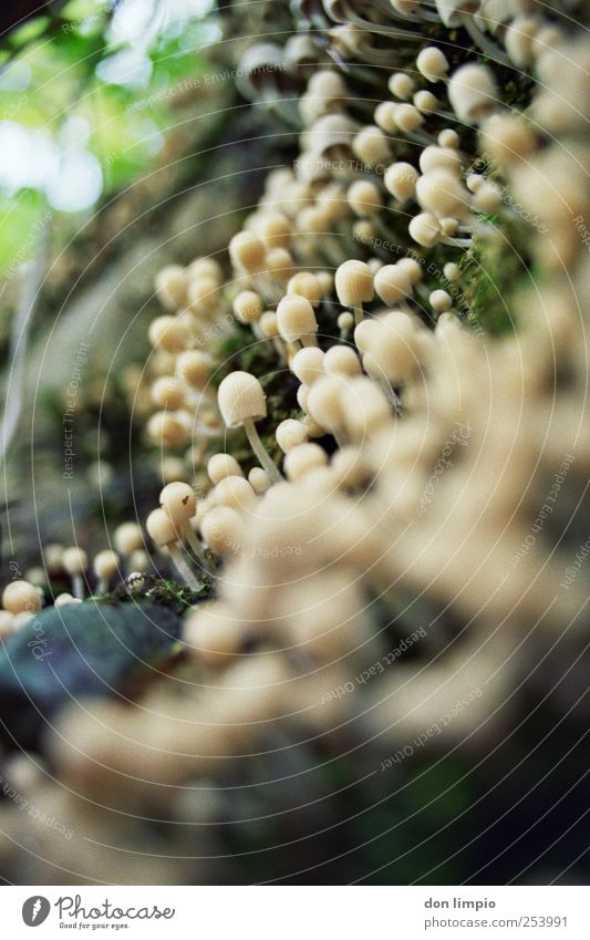 wachstum Lebensmittel Pilz Natur Herbst Wachstum klein Beginn analog Farbfoto Makroaufnahme Tag Froschperspektive