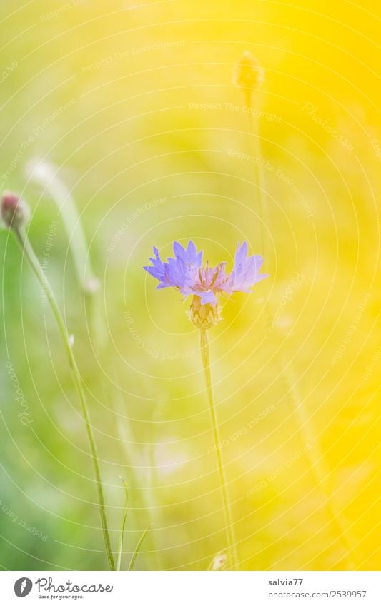 Transparenz Natur Pflanze Sommer Blume Blüte Wildpflanze Kornblume Feld Wärme weich blau gelb grün Duft Farbe Leichtigkeit durchsichtig Pastellton einzeln