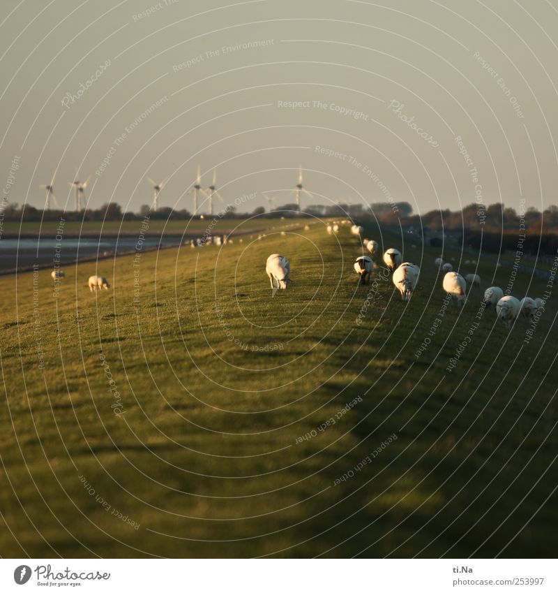 Rasenmäherkolonne Sommer Herbst Küste Nordsee Deich Nutztier Schaf Herde Fressen laufen wandern natürlich wild grün weiß Tourismus Umwelt Umweltschutz