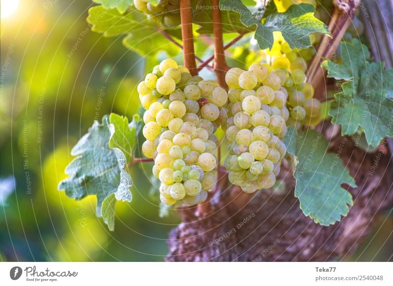 Weintrauben 5 Sommer Umwelt Natur Pflanze ästhetisch Alkohol Farbfoto Außenaufnahme Menschenleer