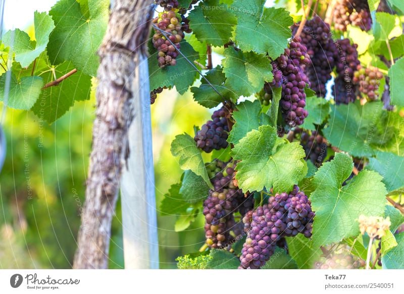 Weintrauben 4 Sommer Umwelt Natur Pflanze ästhetisch Alkohol Farbfoto Außenaufnahme Strukturen & Formen Menschenleer