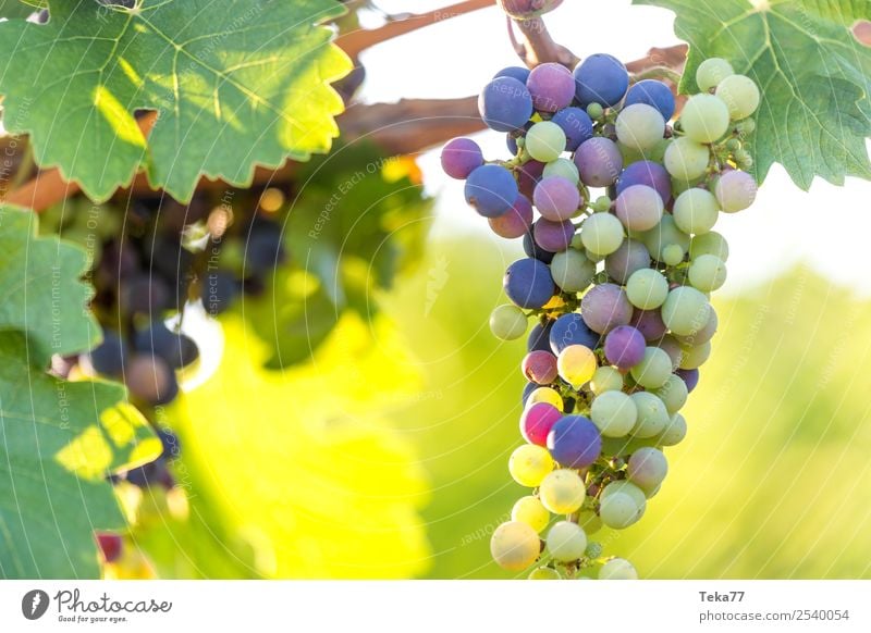 Weintrauben 3 Sommer Umwelt Natur Pflanze ästhetisch Alkohol Farbfoto Außenaufnahme Menschenleer