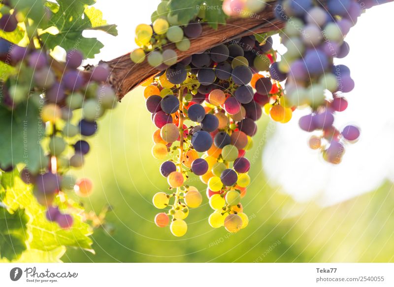 Weintrauben 2 Sommer Umwelt Natur Pflanze ästhetisch Alkohol Weinranken Farbfoto Außenaufnahme Menschenleer