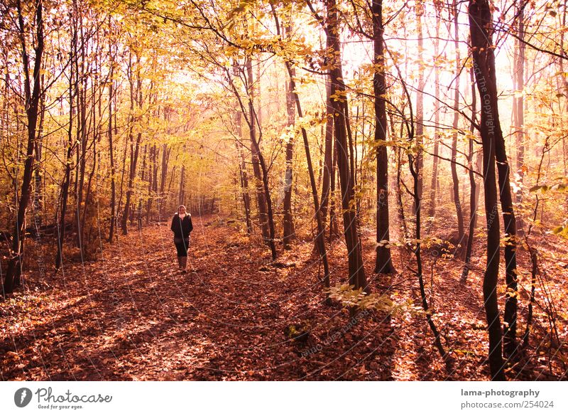 Herbstspaziergang 1 Mensch Sonnenlicht Baum Wald Herbstwald Herbstlandschaft Herbstlaub Herbstfärbung herbstlich laufen rot Spaziergang Sonnenstrahlen