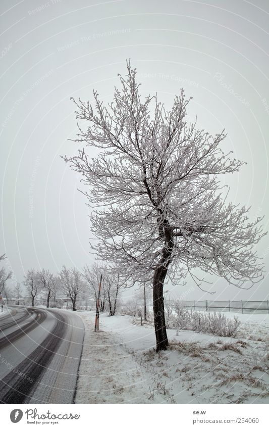 Baum Himmel Winter Nebel Schnee Feld Straße fahren kalt Neuschnee Farbfoto Außenaufnahme Menschenleer Dämmerung Kontrast Silhouette Totale
