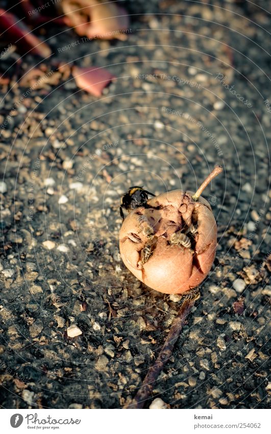 [CHAMANSÜLZ 2011] Darth Vader Lebensmittel Frucht Birne Natur Tier Herbst Fallobst Straße Wege & Pfade Wildtier Biene Hummel Insekt 4 Tiergruppe Kies