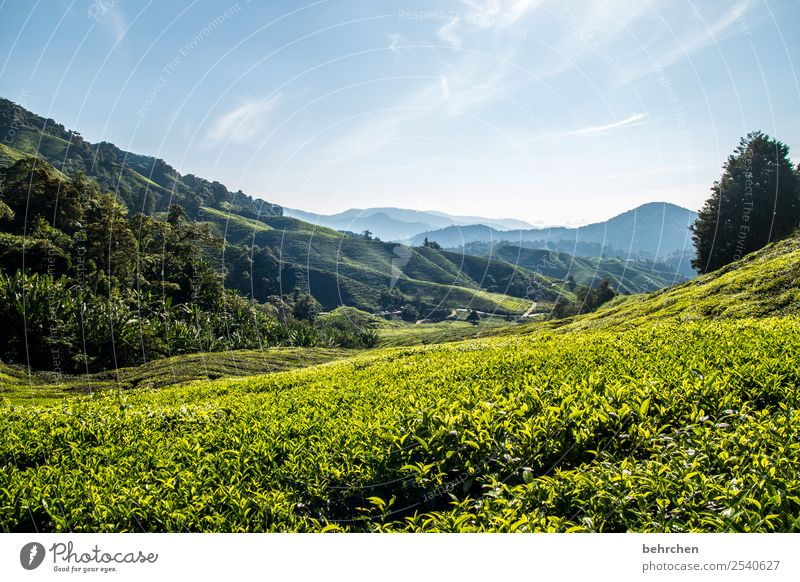 seelenwärmer Malaysia cameron highlands Tee Teepflanze Urwald Regenwald Ferne Fernweh reisen Ferien & Urlaub & Reisen Teeplantage weite Landschaft Kontrast