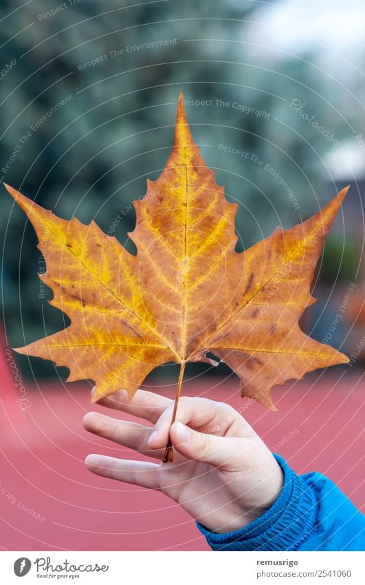 Hand hält ein Blatt fest Natur Pflanze Herbst Wetter Regen Baum Park Farbe Rumänien Timisoara Jahreszeiten Frühling Konsistenz Farbfoto Außenaufnahme