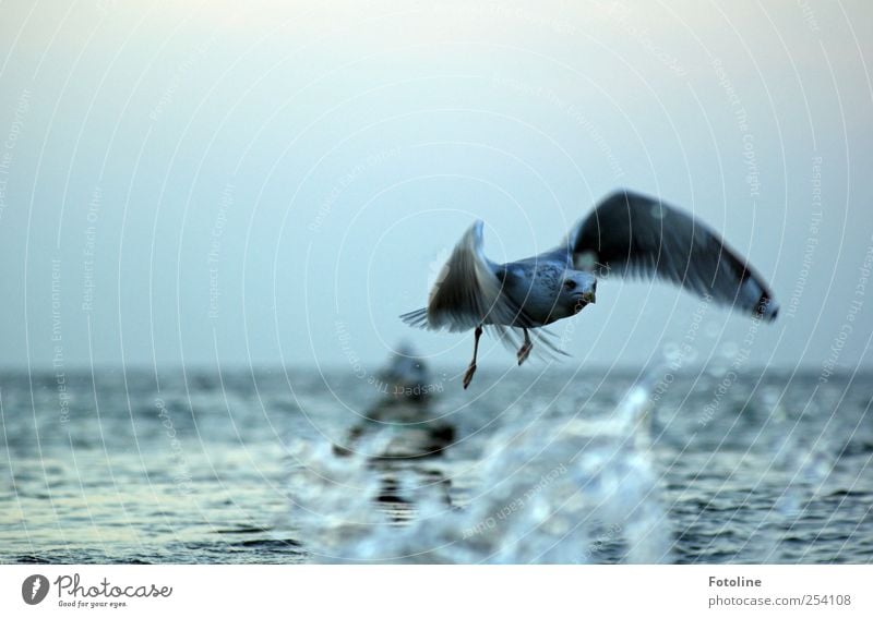 Schnell weg! Umwelt Natur Tier Wasser Küste Ostsee Meer Wildtier Vogel Flügel dunkel nah nass natürlich fliegen Farbfoto Gedeckte Farben Außenaufnahme