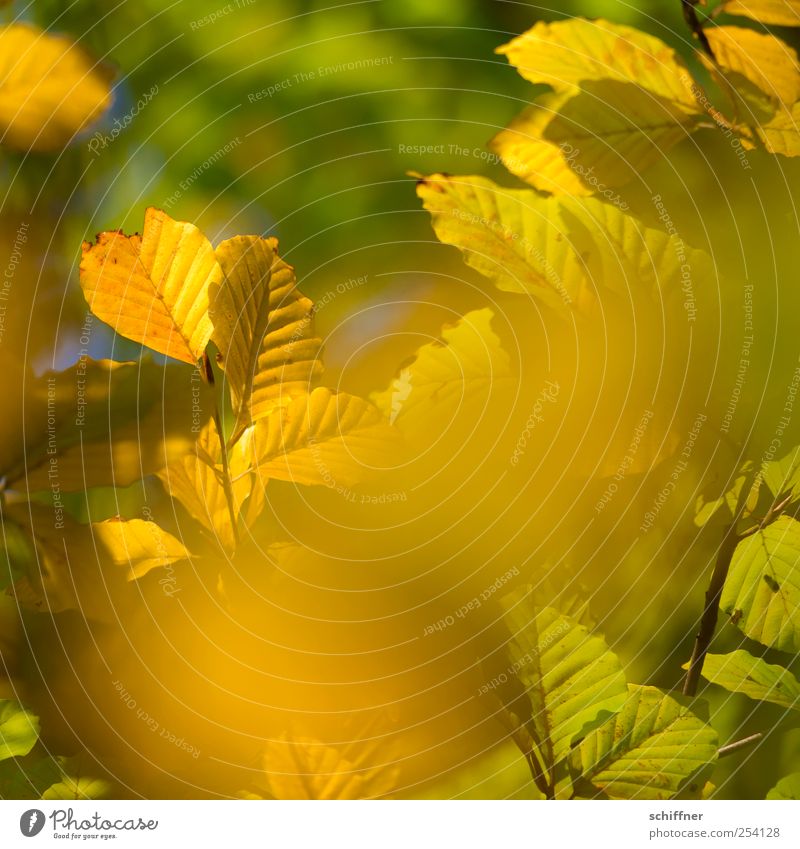 Farbrausch III Natur Pflanze Herbst Schönes Wetter Blatt gelb gold grün Herbstlaub herbstlich Herbstfärbung Herbstwald Blätterdach Indian Summer Ast leuchten