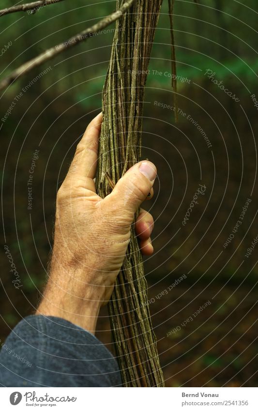 Haltestelle Mensch maskulin Hand 1 45-60 Jahre Erwachsene festhalten Natur Wald Liane Seil Hoffnung ziehen Kraft begegnen rau Wachstum Kontakt berühren ärmel