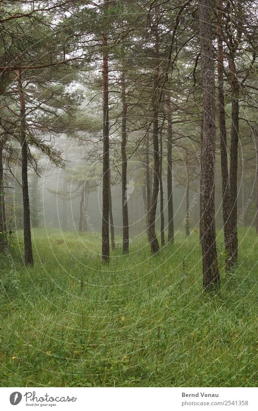 Neblige Bäume im Wald und kalt Umwelt Natur Landschaft Herbst Nebel Baum Stimmung ruhig authentisch grün Gras Kiefer hoch vereinzelt Idylle tief Perspektive