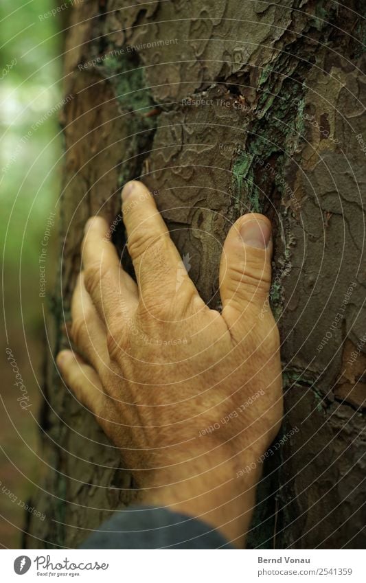 ankommen Mensch maskulin Männlicher Senior Mann Hand Finger 1 45-60 Jahre Erwachsene Umwelt Natur Pflanze Baum Wald berühren haltend Baumrinde Partnerschaft