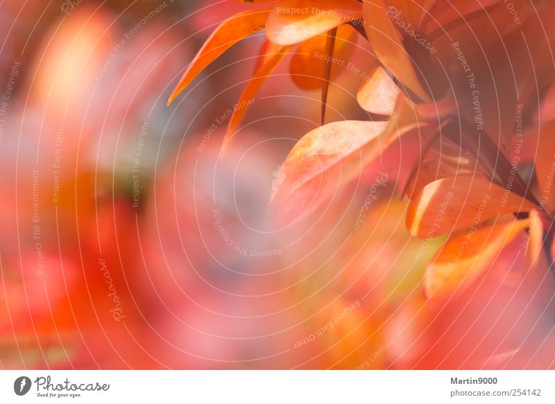 Fest der Farben Herbst Fröhlichkeit verrückt mehrfarbig rot Stimmung Lebensfreude Warmherzigkeit Romantik Leichtigkeit Natur Farbfoto Außenaufnahme