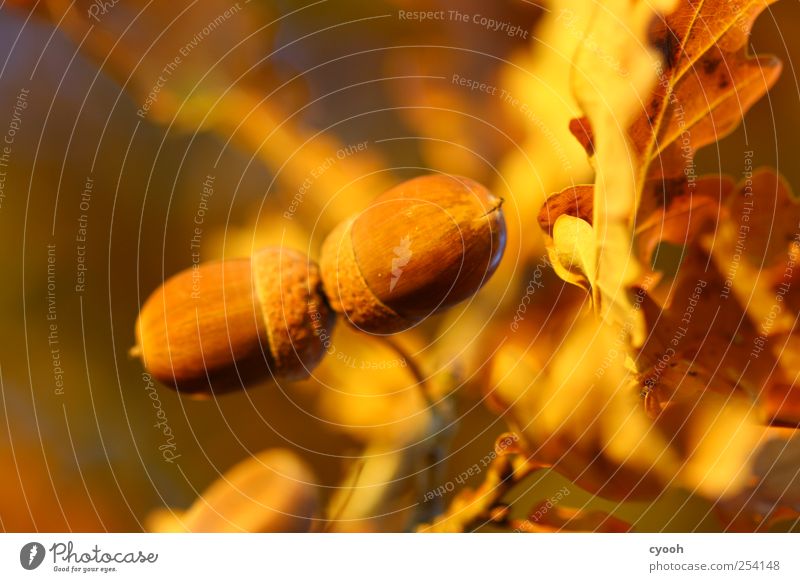 Eicheln Natur Pflanze Herbst Baum Blatt Frucht herbstfrucht Herbstfärbung leuchten Wachstum braun orange mehrfarbig Farbfoto Außenaufnahme Makroaufnahme