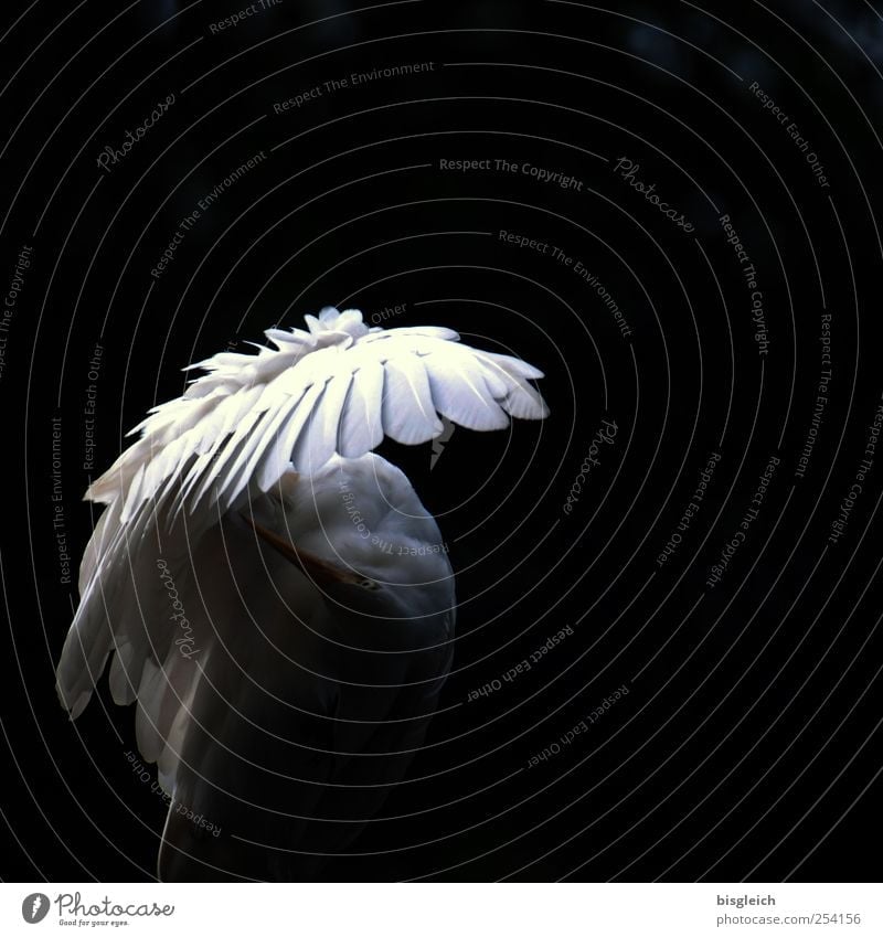 Flügelschatten Tier Vogel Feder Schnabel 1 schwarz weiß elegant Schutz Schatten Engel Farbfoto Gedeckte Farben Außenaufnahme Menschenleer Textfreiraum rechts