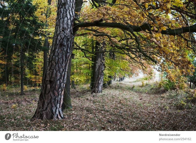 Herbsttunnel Sinnesorgane Erholung ruhig Meditation wandern Natur Landschaft Pflanze Wald Wege & Pfade Gelassenheit Stimmung Wandel & Veränderung Mischwald